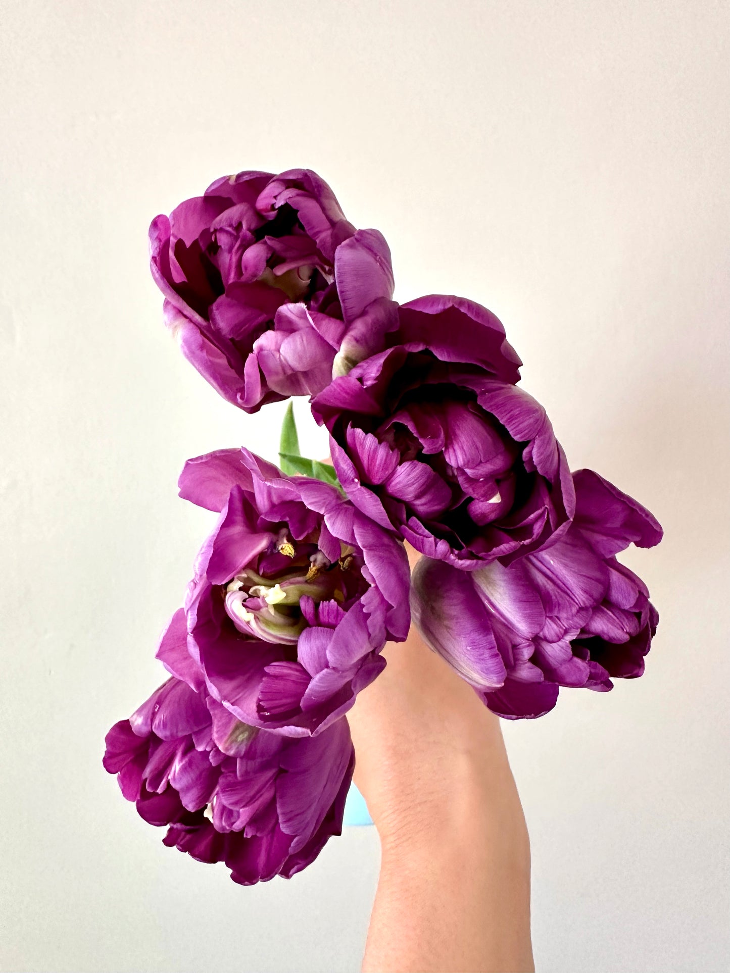 IFB/COUNTRY Tulip Bouquet