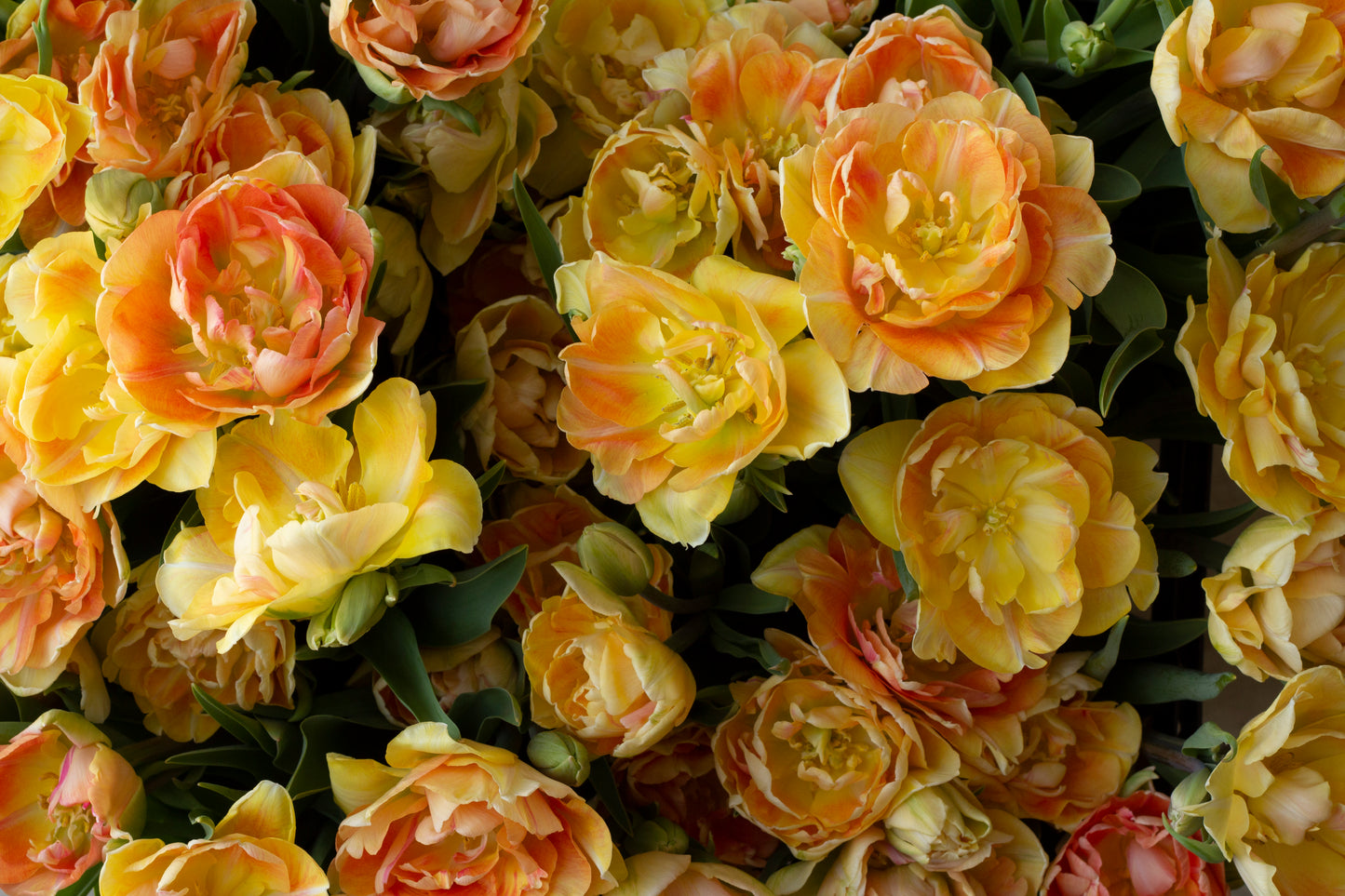 Orange and yellow double bloom tulips