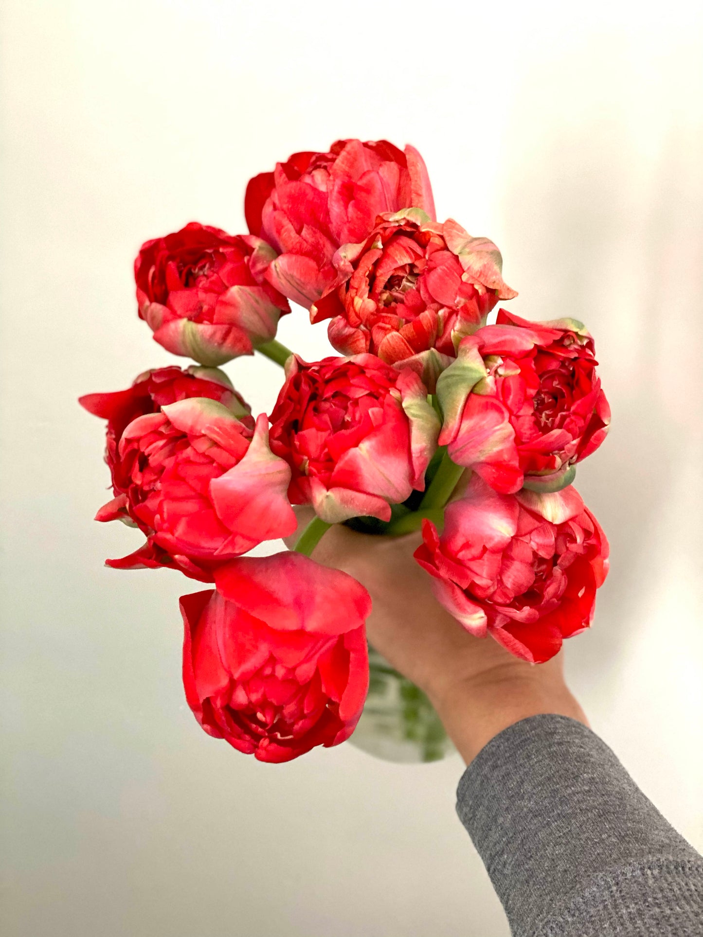 Red double bloom tulips.
