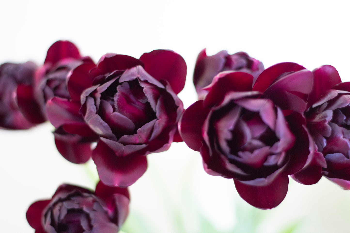 Maroon double bloom tulips