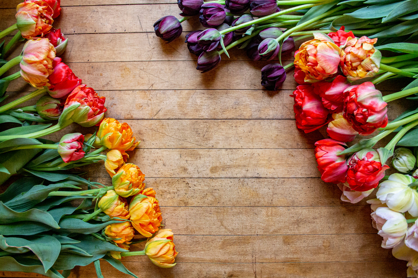 pile of tulips against wooden background