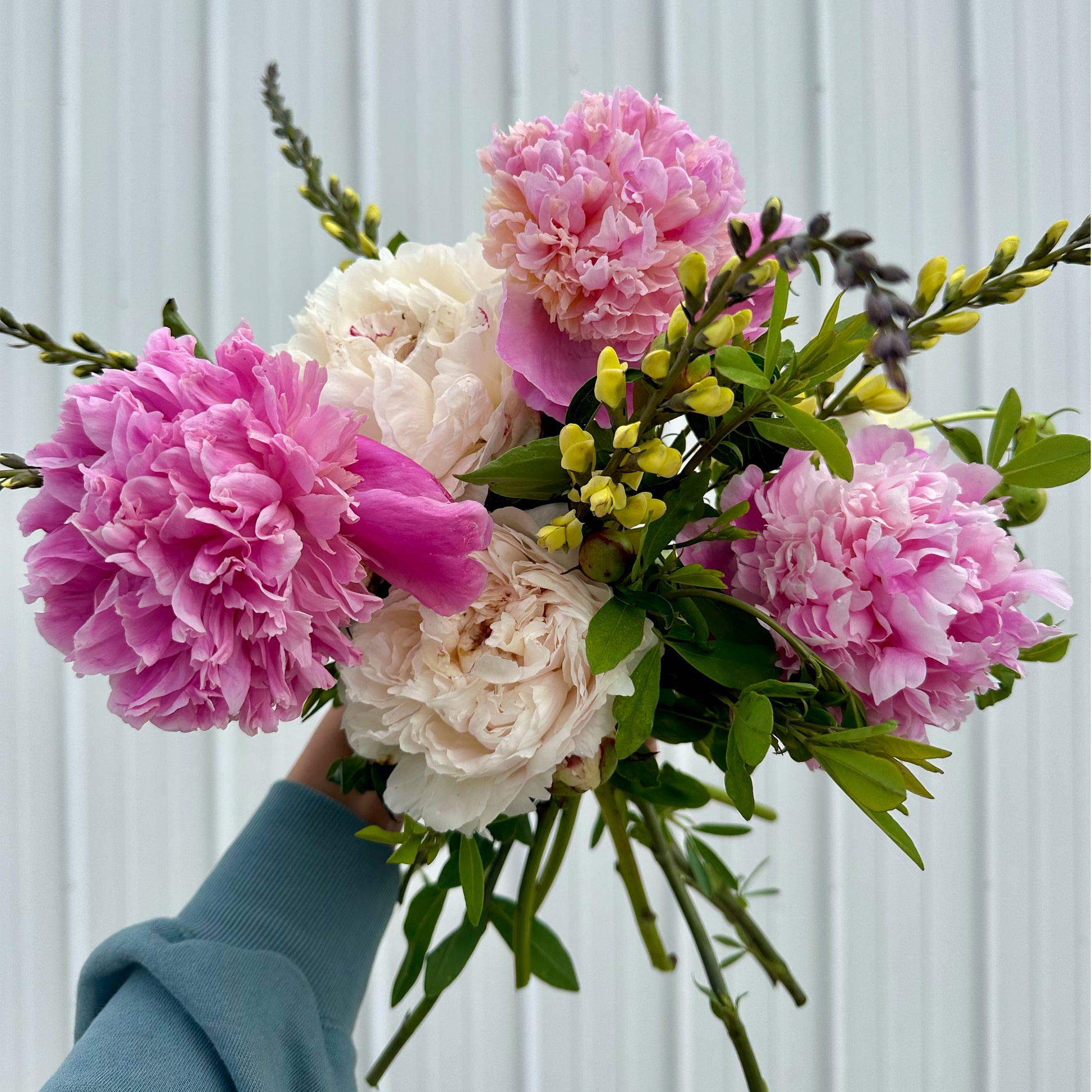 Pink and white peonies with yellow baptisia flowers.