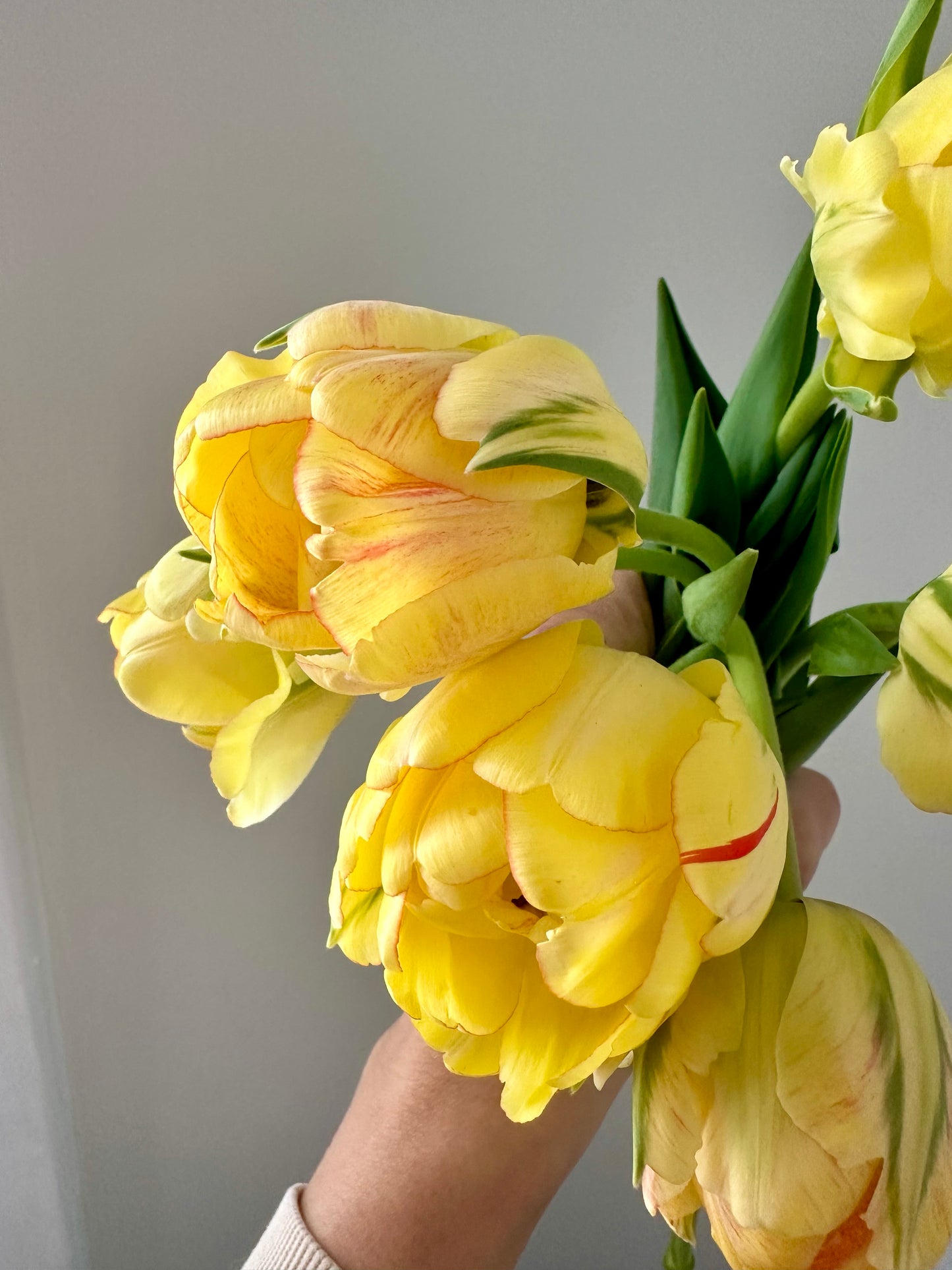 IFB/COUNTRY Tulip Bouquet