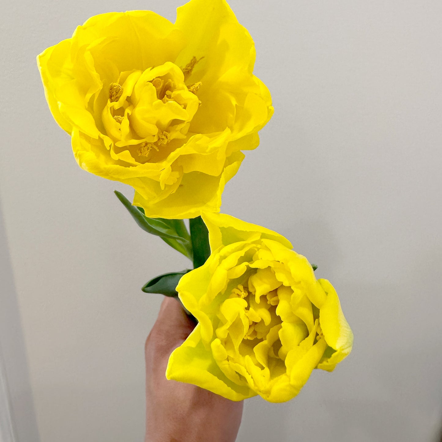 2024 Tulip Subscription - Home Delivery
