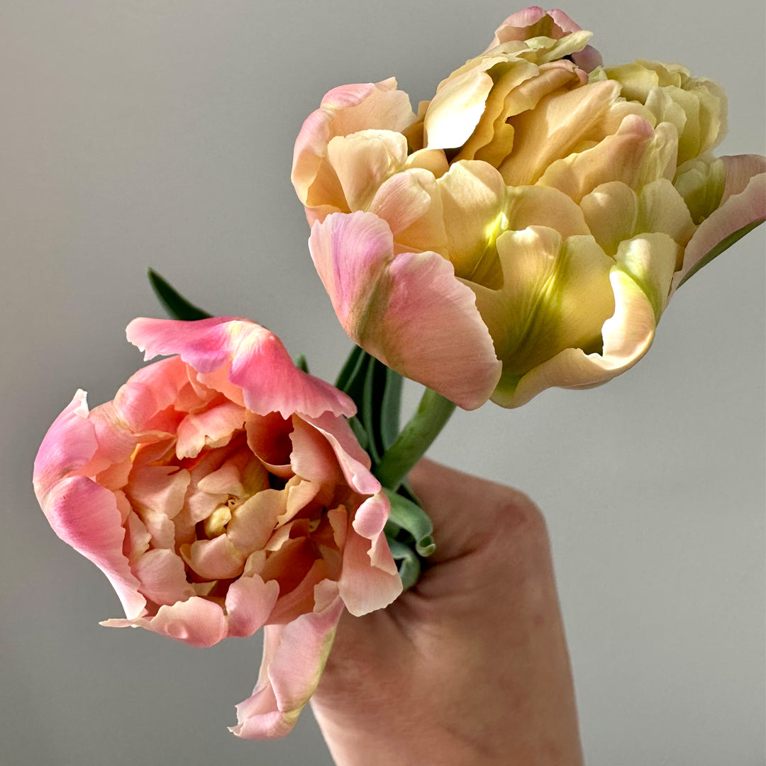 Winter Tulips