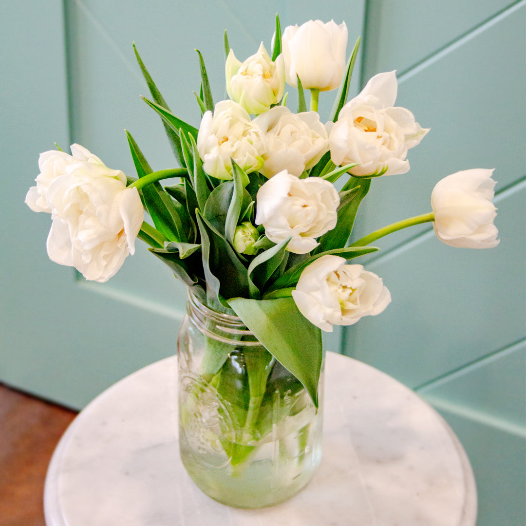 Winter Tulips