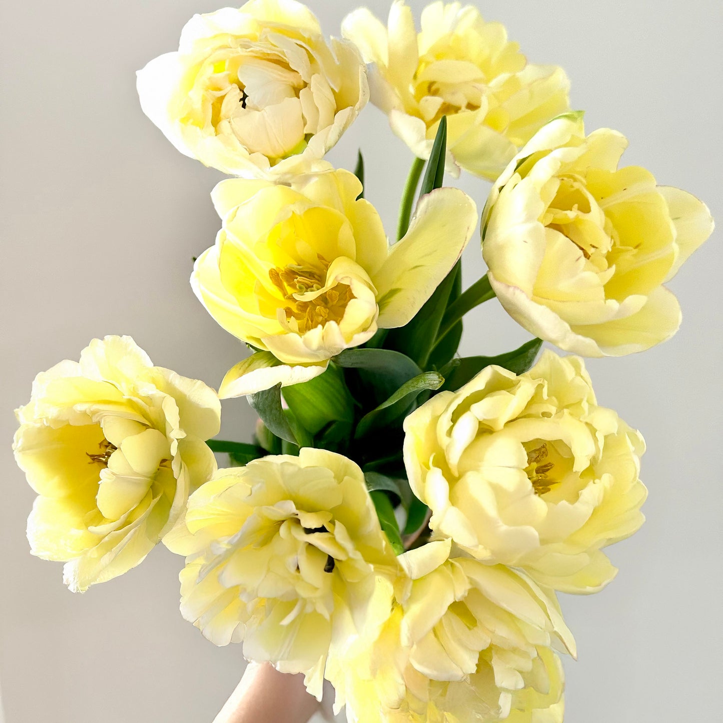 Sleeved Tulip Bouquet - Home Delivery