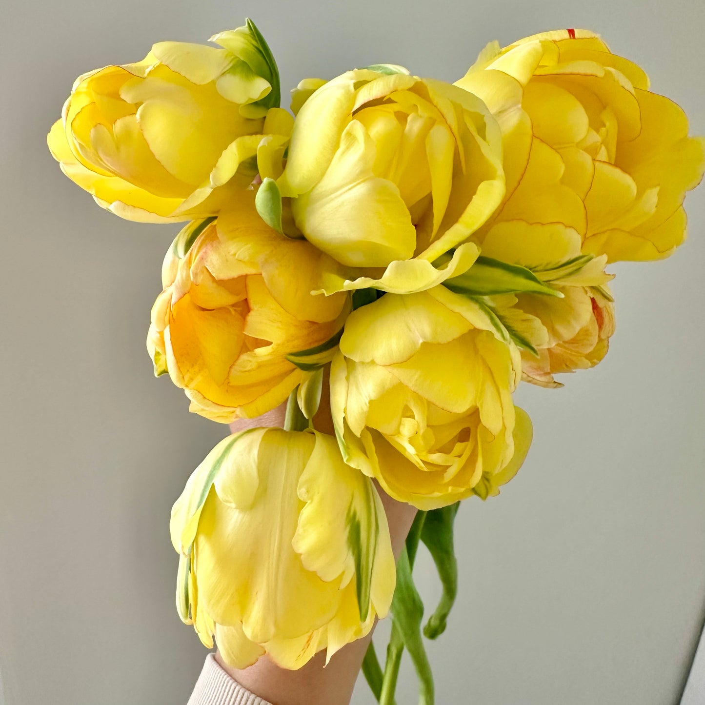 Sleeved Tulip Bouquet - Home Delivery