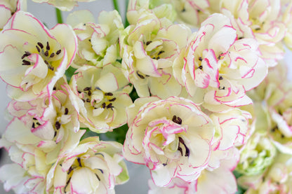 Sleeved Tulip Bouquet - Home Delivery