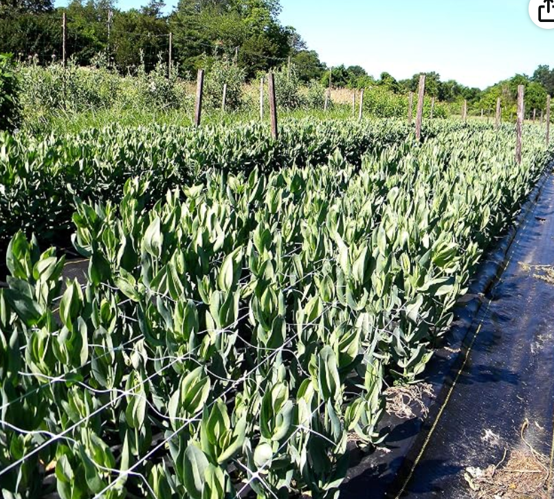 Hortonova Trellis Net