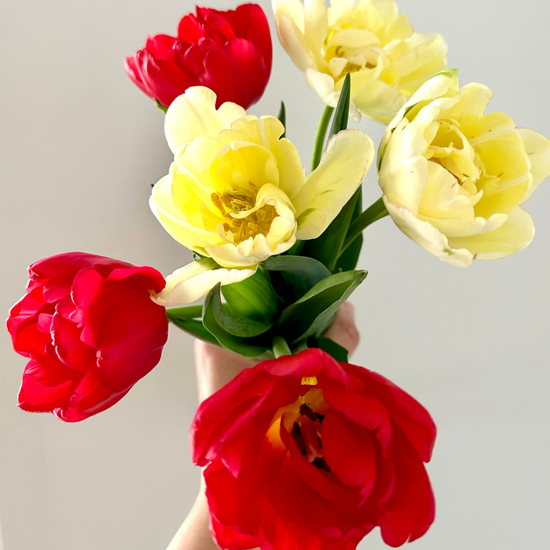 Winter Tulips - Free Local Delivery!