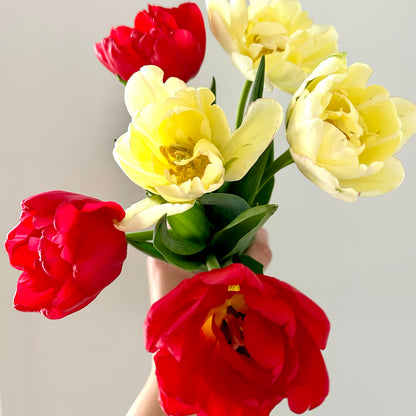 Tulips - Free Local Delivery!