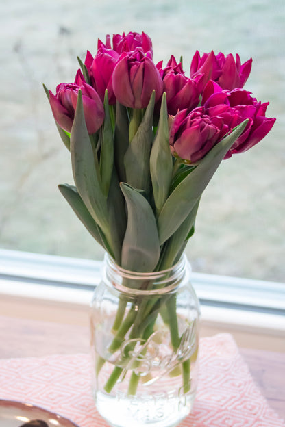 Winter Tulips