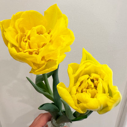 Winter Tulips